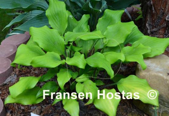 Hosta Major Tom